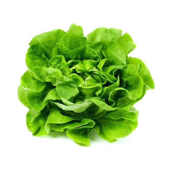 Hydro Bibb Lettuce 2ct