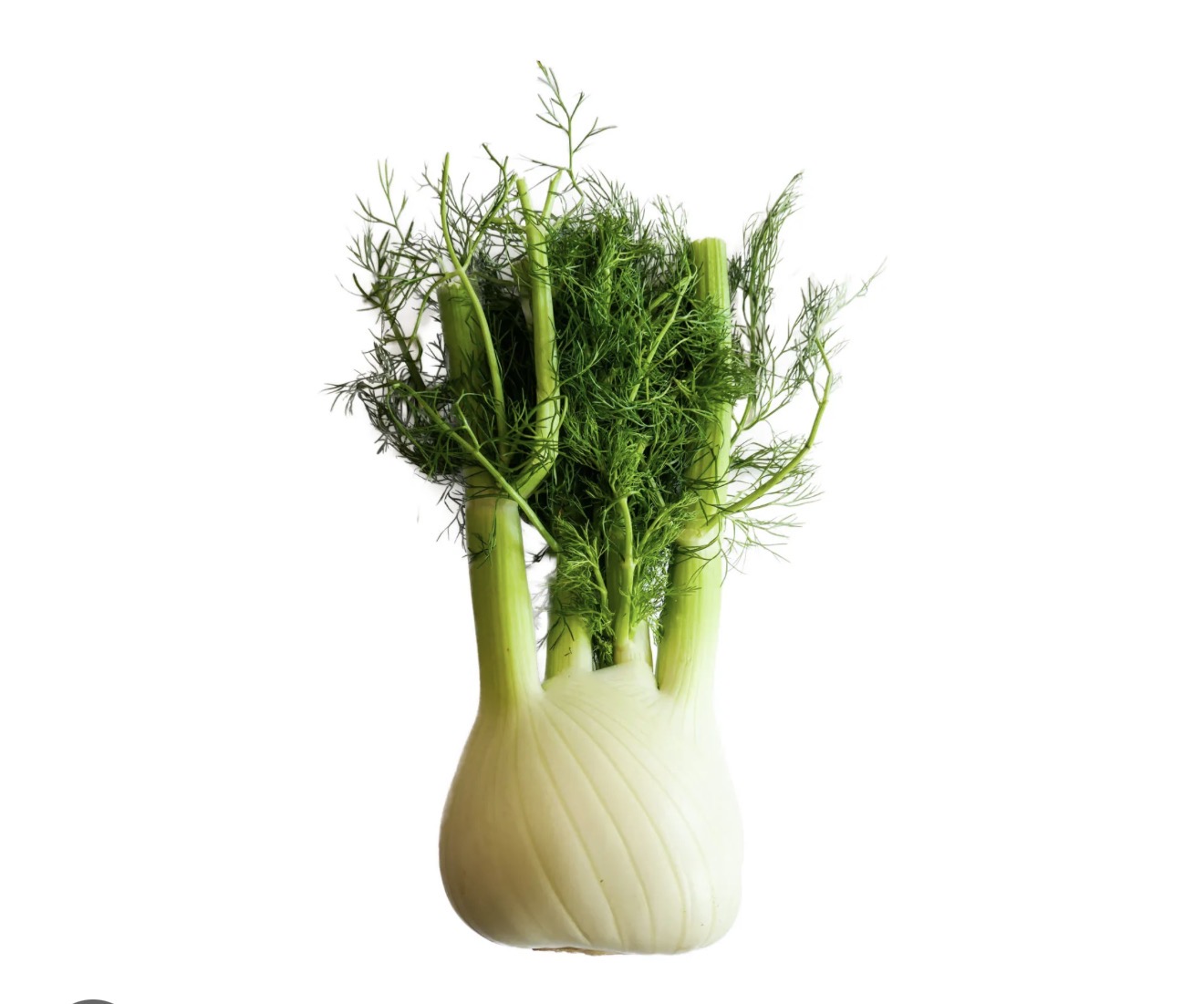 Fennel 24ct
