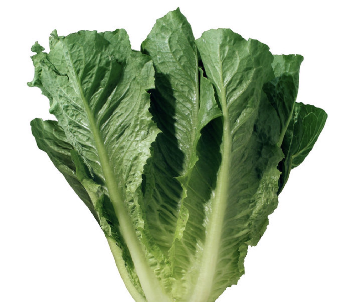 Romaine Lettuce 24ct
