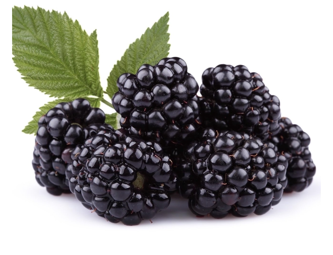 Blackberry 18oz