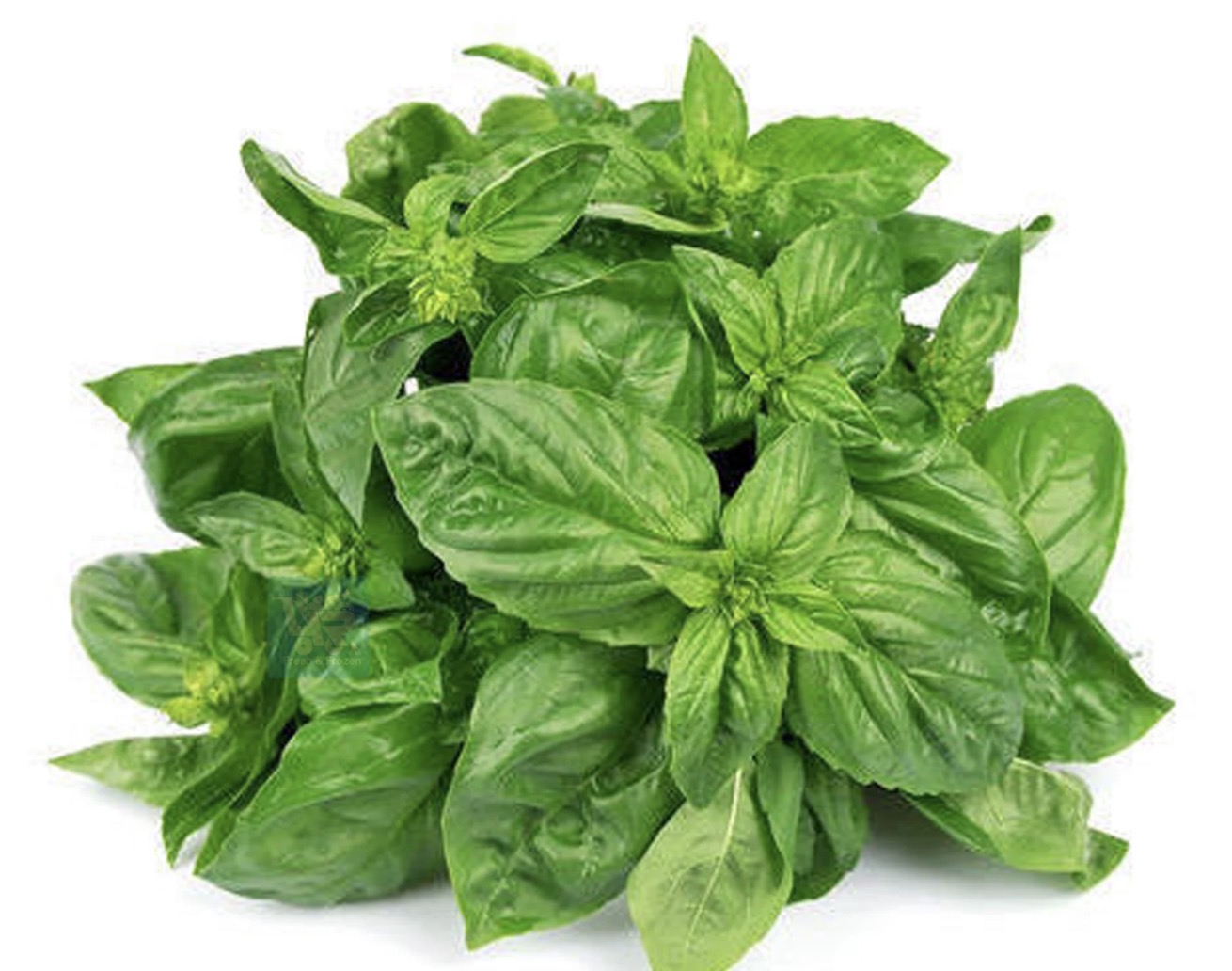 Basil Lb