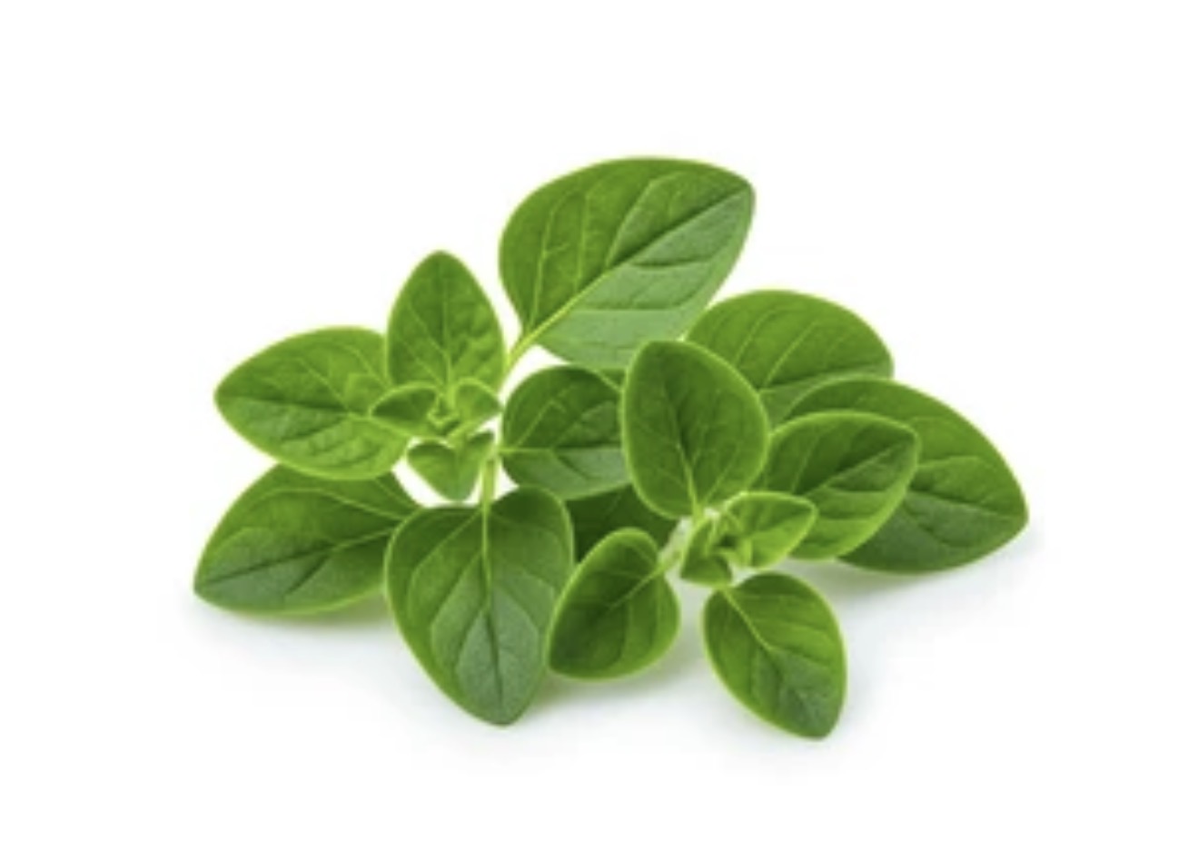 Oregano 1/4Lb