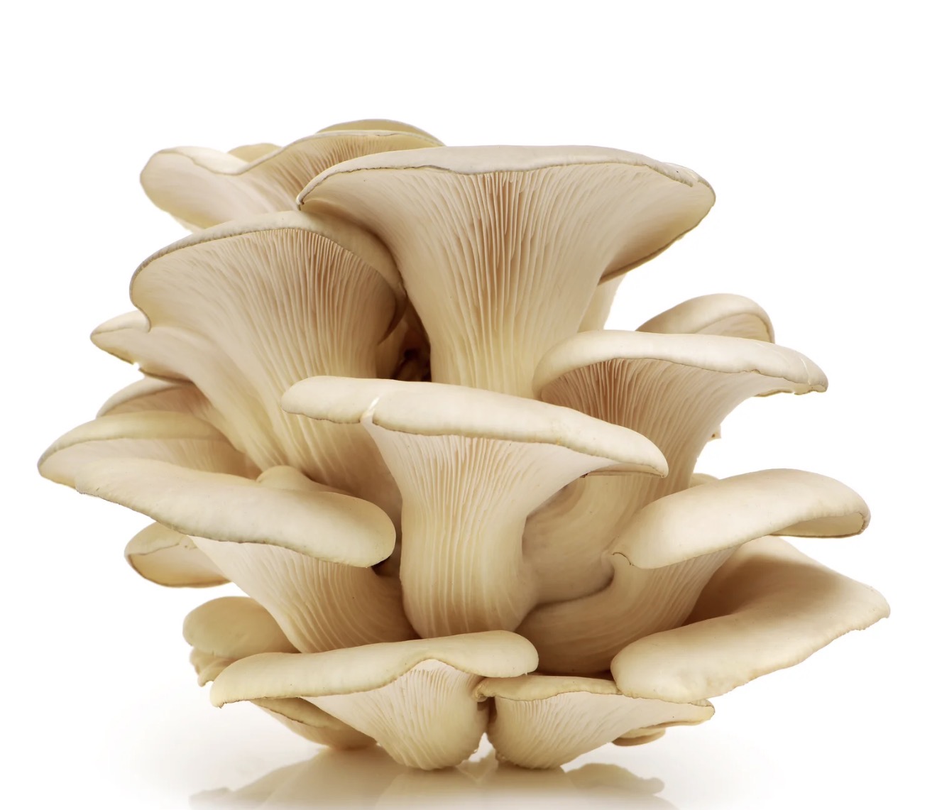 Oyster Mushroom 3Lb