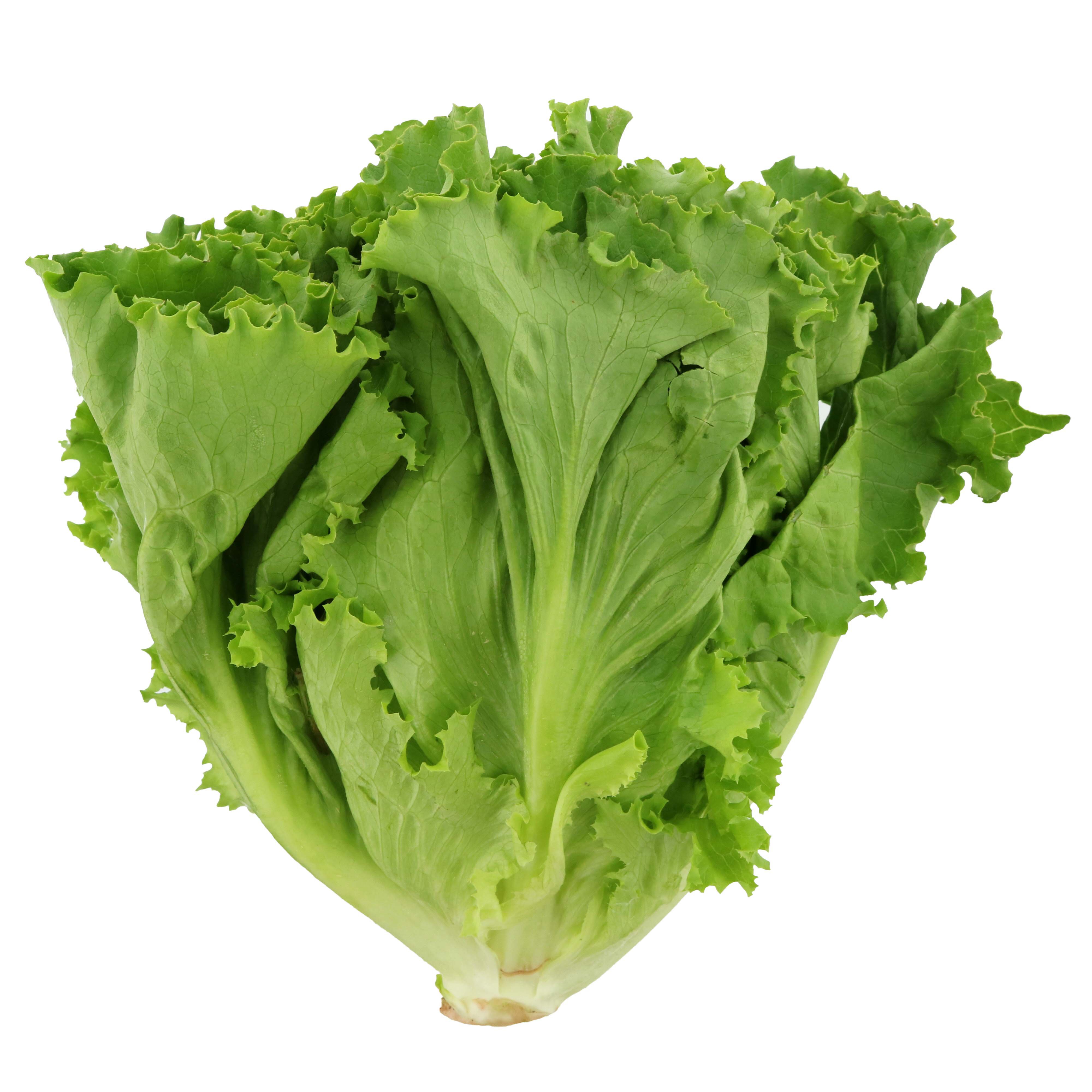 Greenleaf Lettuce 24ct