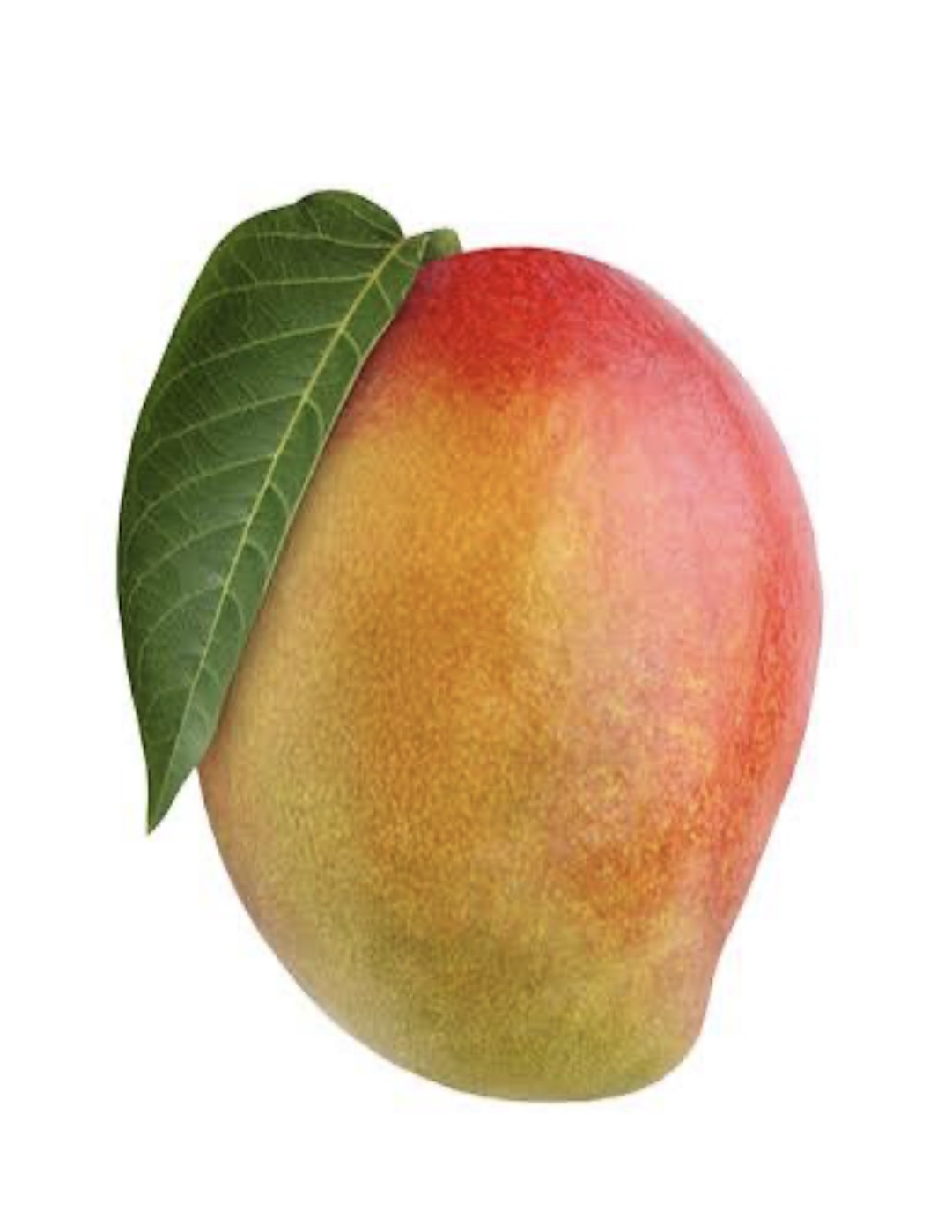 Mango 8/9ct